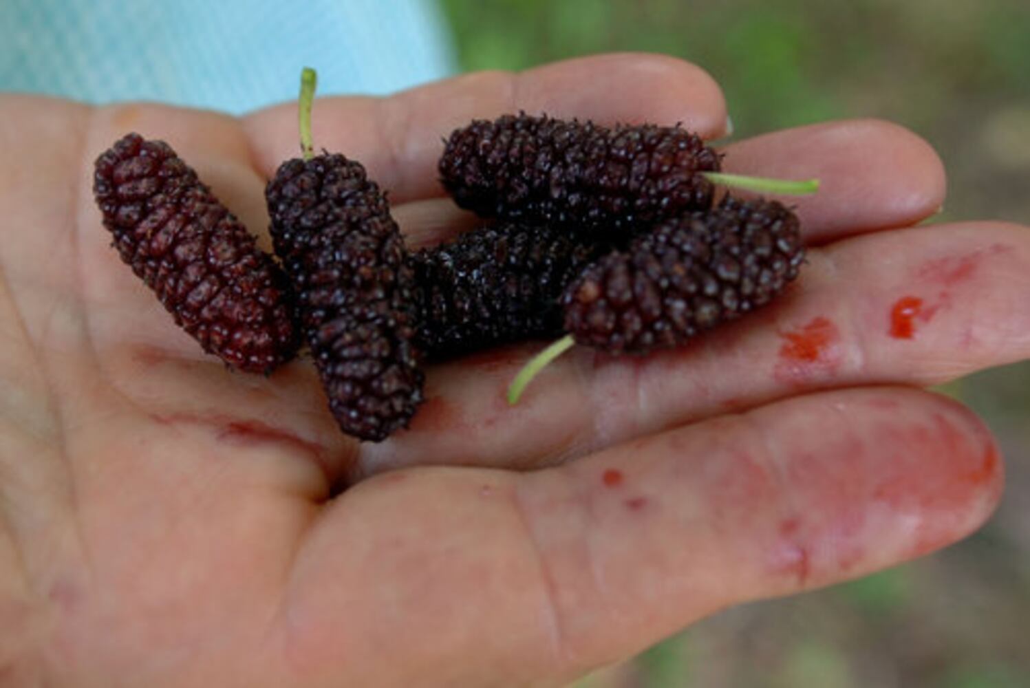 Protecting Cobb County's Hyde Farm