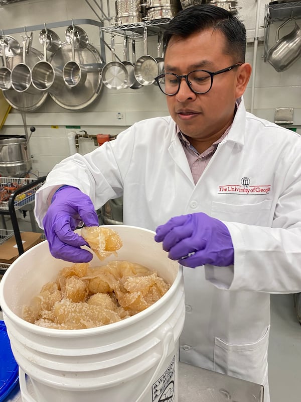 UGA food scientist Kevin Mis Solval holds cured Georgia cannonball jellyfish. Mis Solval and his colleagues are researching ways to turn the Georgia jellyfish into a viable product based on its high collagen content. (Ligaya Figueras / ligaya.figueras@ajc.com)