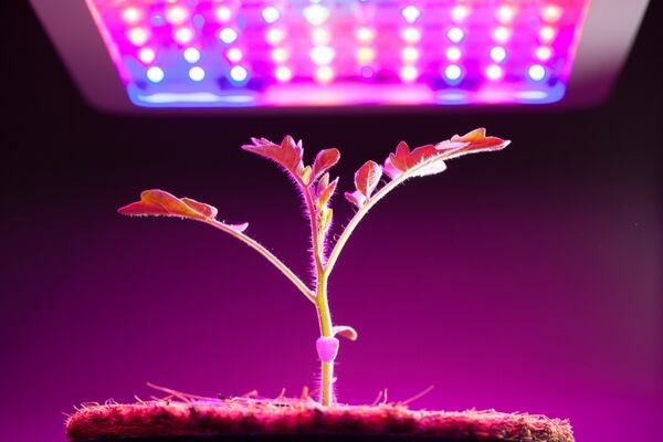 The MODA exhibition “Food by Design: Sustaining the Future” includes actual growing plants in the gallery space, like this young tomato growing under an LED grow light. CONTRIBUTED BY MUSEUM OF DESIGN ATLANTA