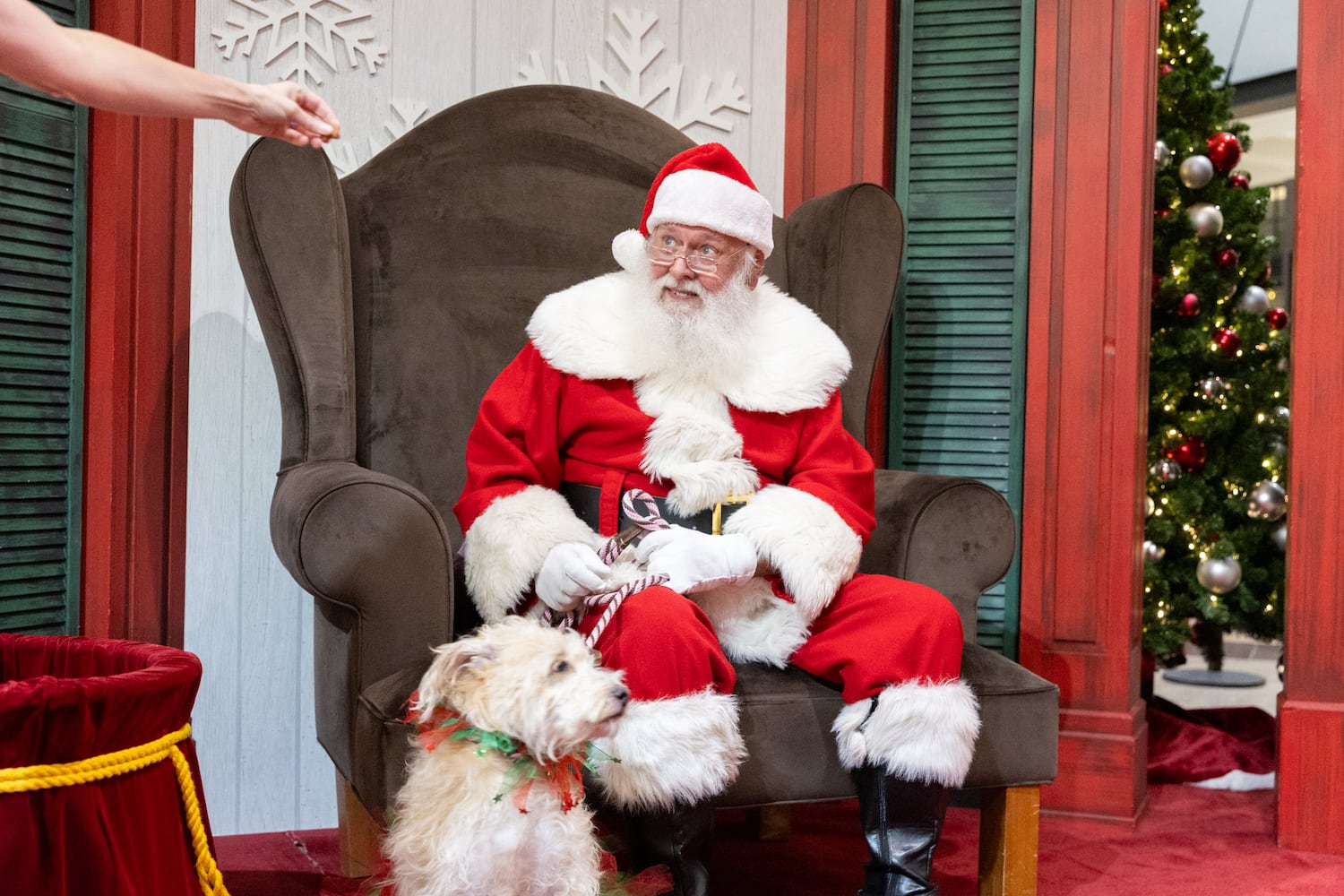 Pet photos with Santa evergreen
