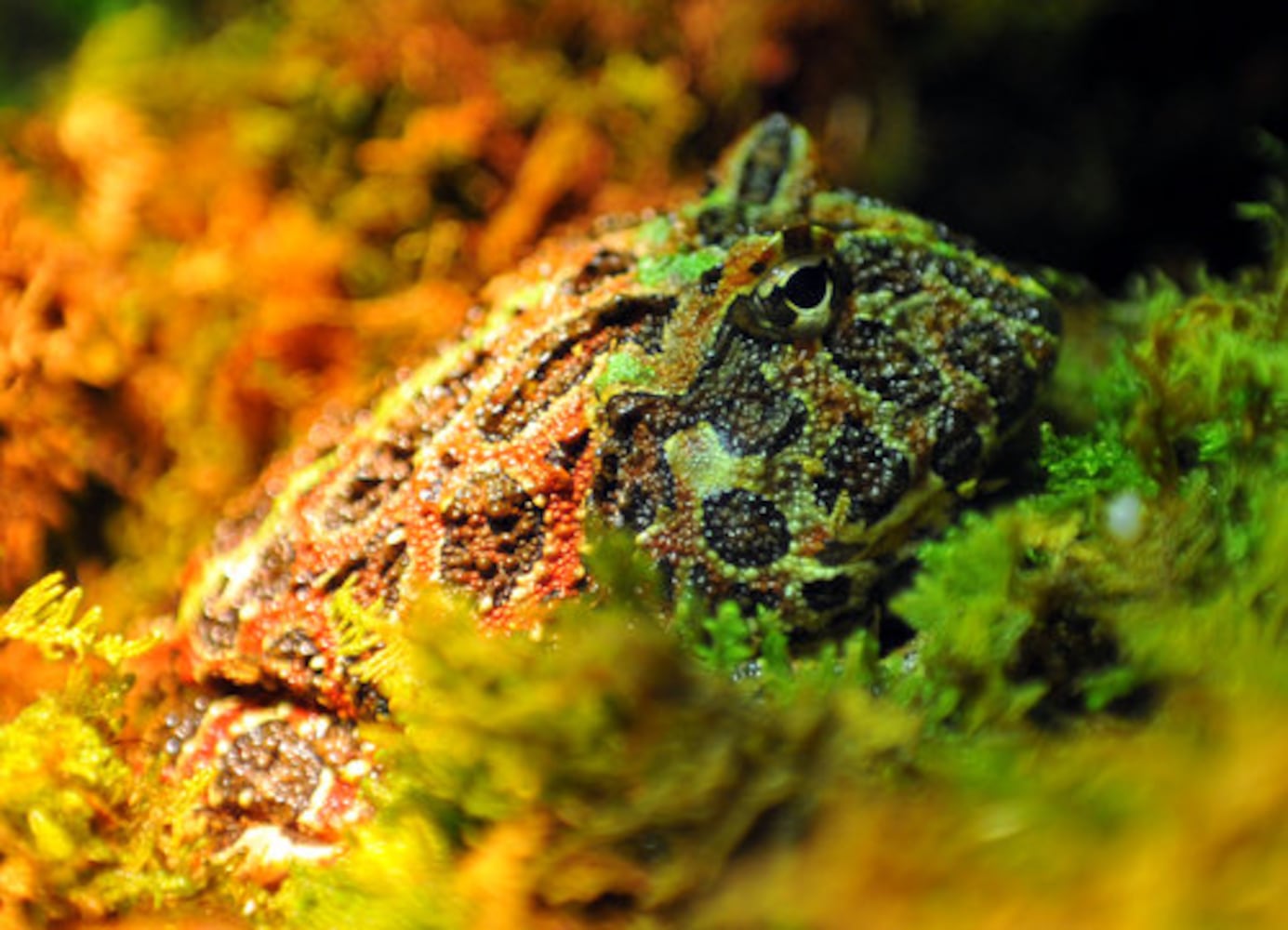 Frogs- A Chorus of Colors opens at the Georgia Aquarium