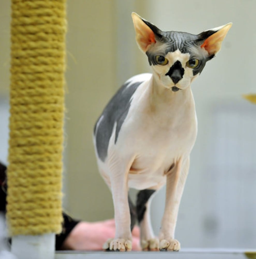 Phoenix Cat Show brings feline fanciers to Roswell