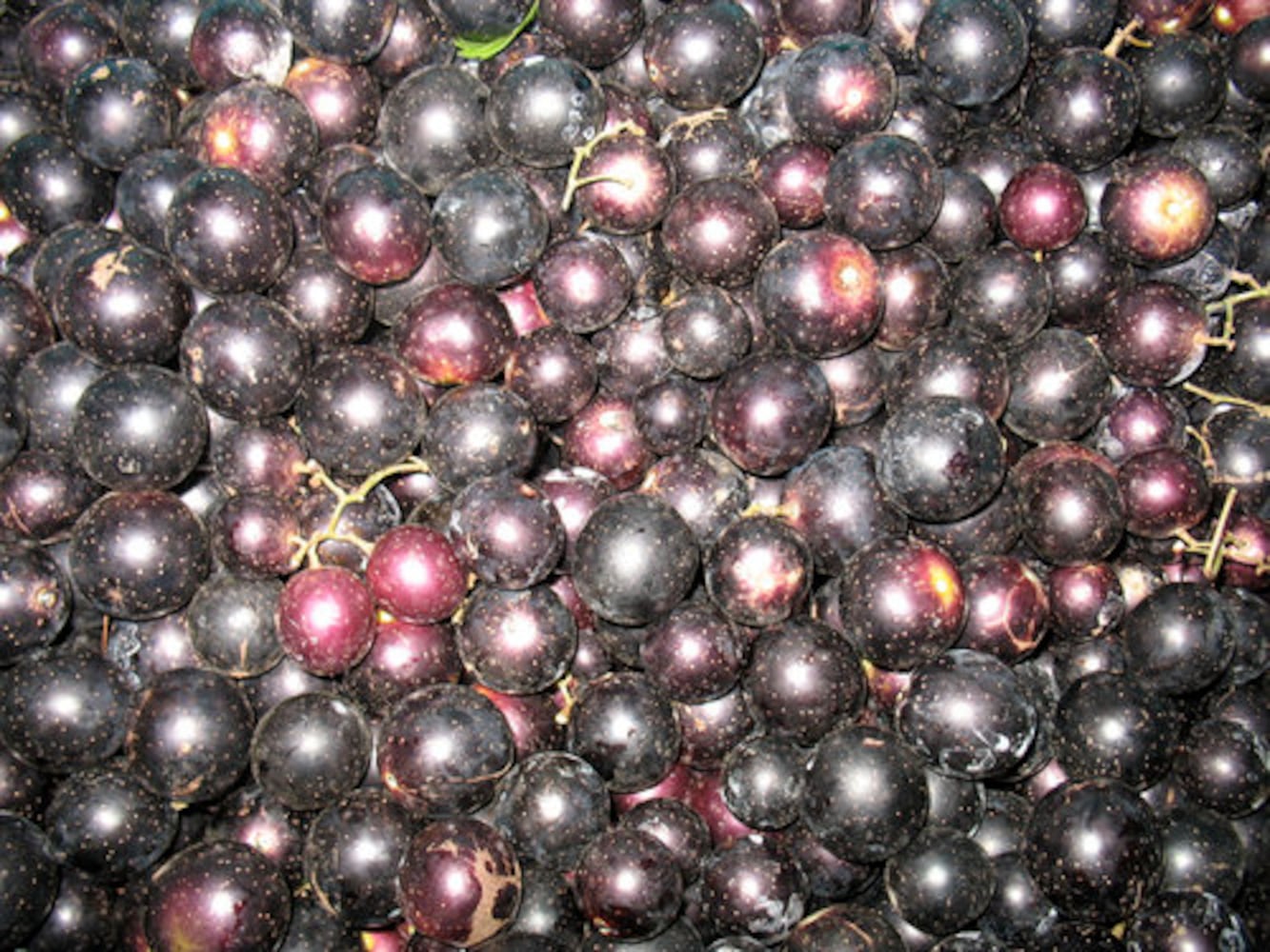 Muscadines in season