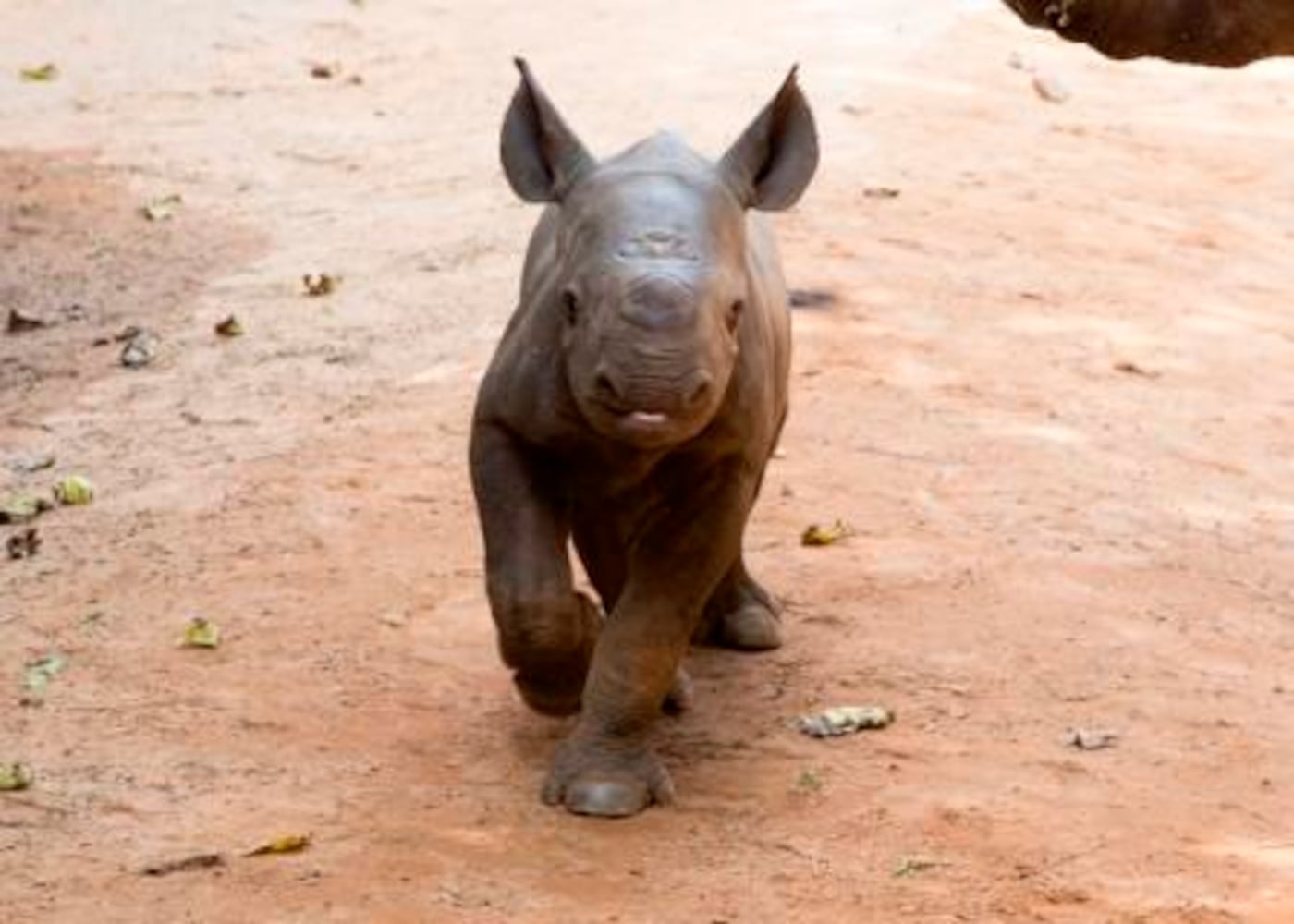 Zoo Atlanta babies