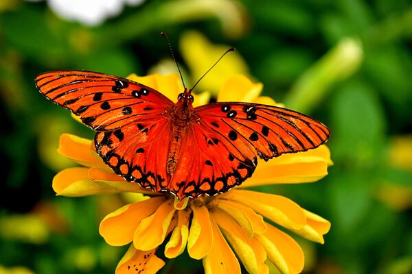 Celebrate butterflies at the Chattahoochee Nature Center’s 23rd Annual Flying Colors Butterfly Festival.