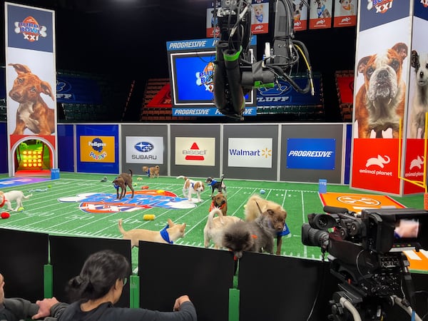 Jennifer Siegel snapped a shot behind the scenes of Puppy Bowl XXI in the fall of 2024 in Glen Falls in upstate New York. (Courtesy)