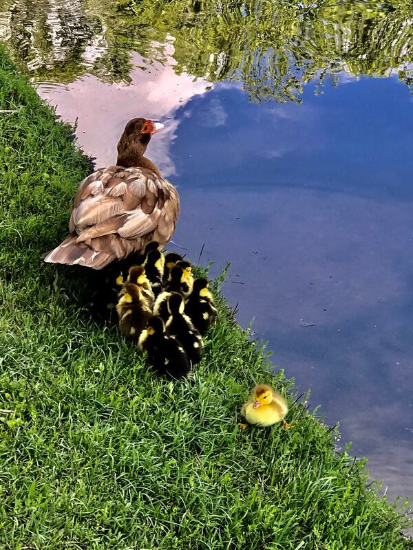 "I took this photo at a lake near my house
In Roswell," wrote Becky Smith. "This Muscovy duck was very proud of her babies and let me take several photos before marching off.  The little YELLOW ugly duckling was having a hard time keeping up.  It was the cutest to me!"