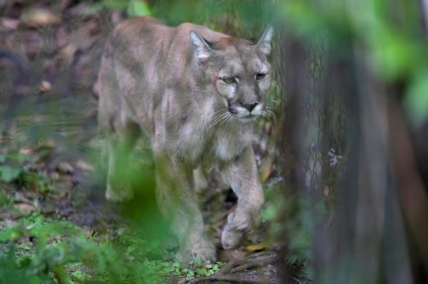 Athena the panther walks inside her enclosure at the Florida panther exhibit at the Naples Zoo, Jan. 15, 2025, in Naples, Fla. (AP Photo/Lynne Sladky)