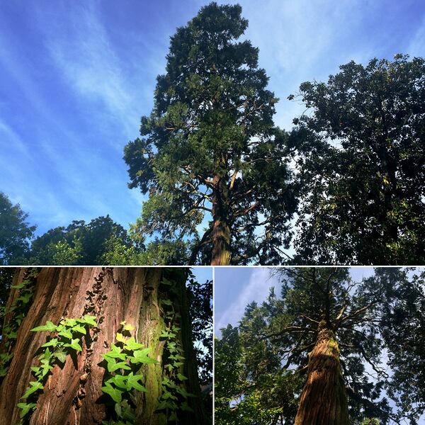 The Agnes Scott 'Mystery Incense Cedar'