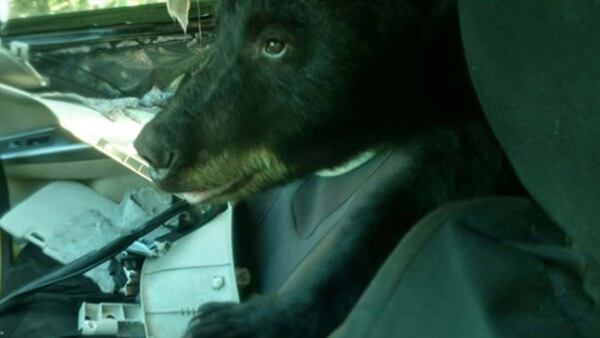 A bear was found in a car in Colorado.