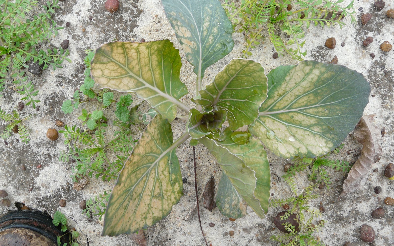 Cold weather has damaged this cabbage plant. Some plants can benefit from a cover during cold weather.