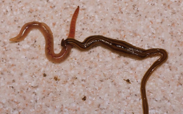 Hammerhead flatworm Bipalium kewense  eating an earthworm.