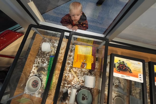 Grady McKinnon, 2, of Nottingham, N.H. watches fancy mice in glass tanks, which were a portion of nearly 1,000 that surrendered, at the New Hampshire SPCA, Friday, Nov. 15, 2024, in Stratham, N.H. (AP Photo/Charles Krupa)