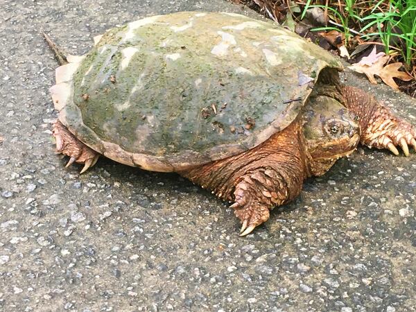 "After weeks of isolation we were happy to see our neighbor come out of his shell!" wrote Kathy DeMarco of Ola.