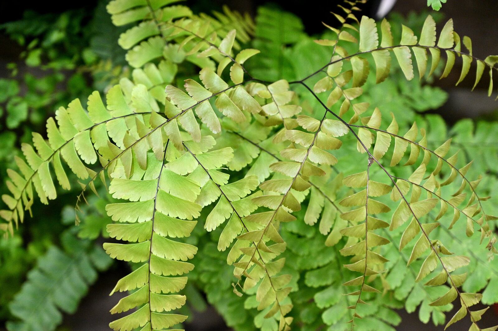 Ferns at Pike Nurseries’ Lindbergh location on Thursday, April 30, 2020. (Hyosub Shin / Hyosub.Shin@ajc.com)