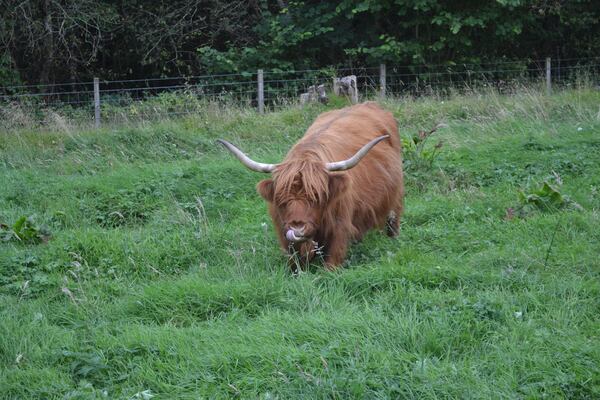 Elizabeth Wilson of Stone Mountain took this photo of the Highland "Coo," as they are called, on the drive back from Loch Ness during a trip to the Western Highlands of Scotland last September.
