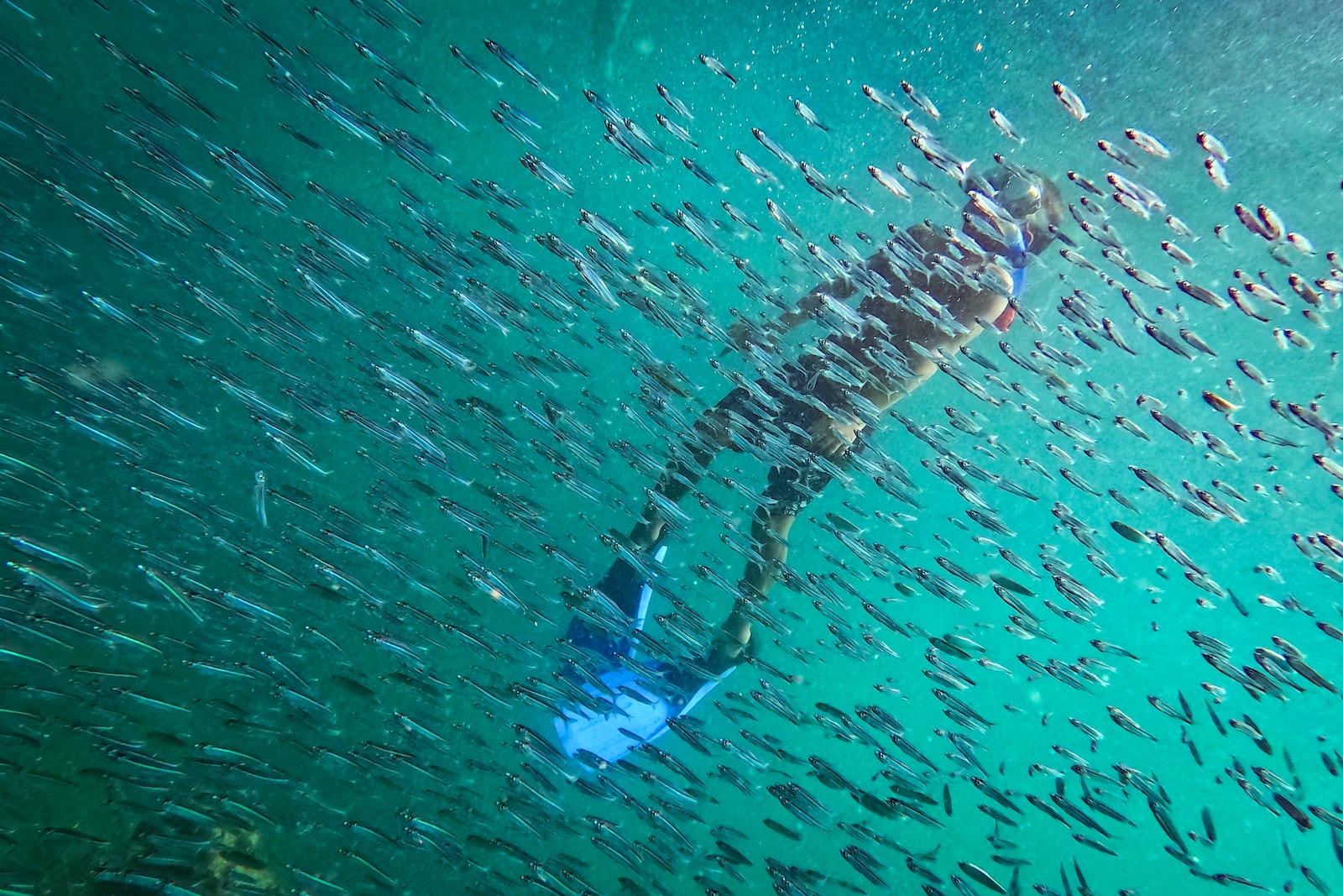 FILE - A snorkeler watches fish near a shipwreck off Cubagua Island, Venezuela, Jan. 14, 2024. (AP Photo/Matias Delacroix, File)