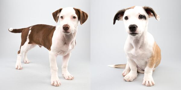 Cherry and Crimson are Atlanta Jack Russell pups on "Puppy Bowl XI." CREDIT: Animal Planet