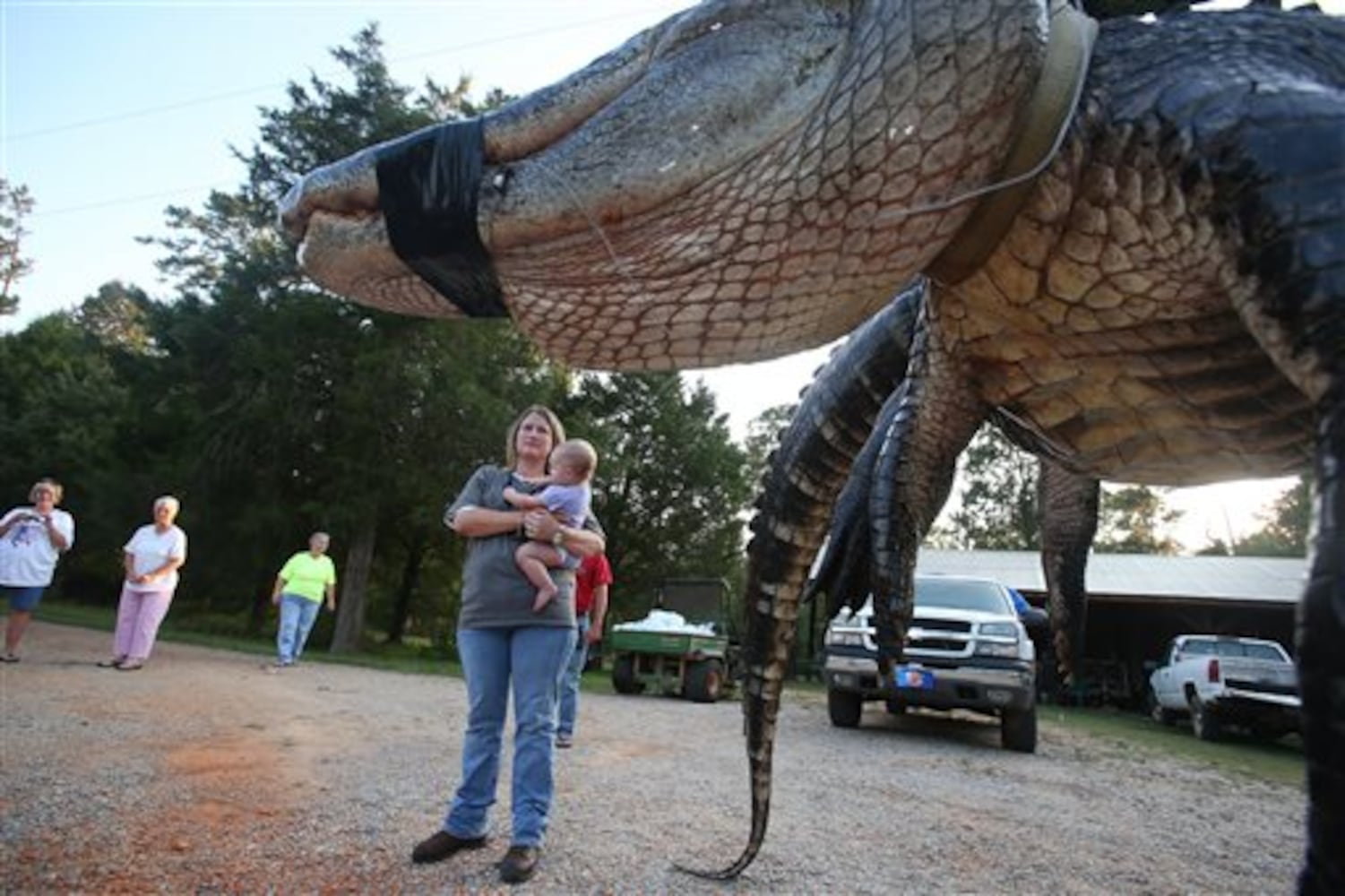 Record Alligator