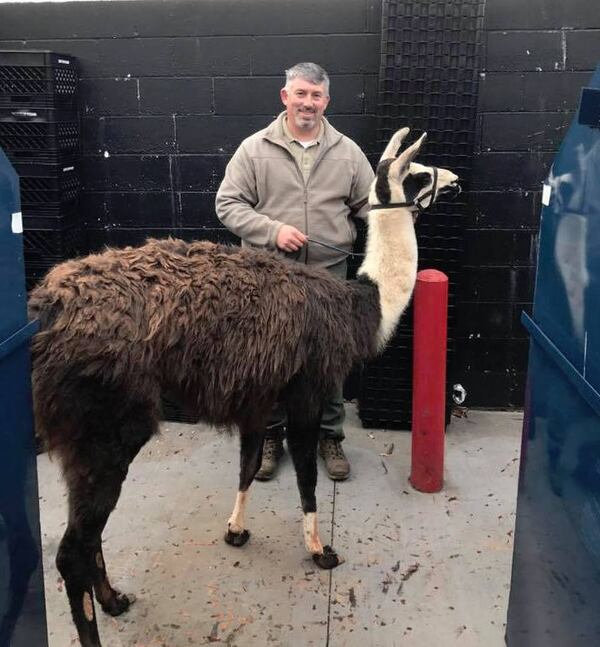  Oconee County Sheriff's Office Captain Hale, aka the Llama Whisperer. Photos: Oconee County Sheriff's Office