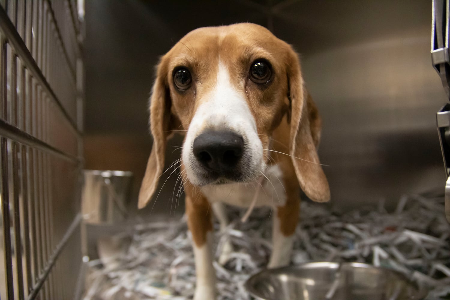 Atlanta Humane Society rescues dozens of dogs from animal testing breeding facility