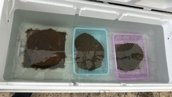 The Georgia Aquarium transported corals from the Florida Aquarium to Atlanta ahead of Hurricane Milton's landfall on Oct. 9.