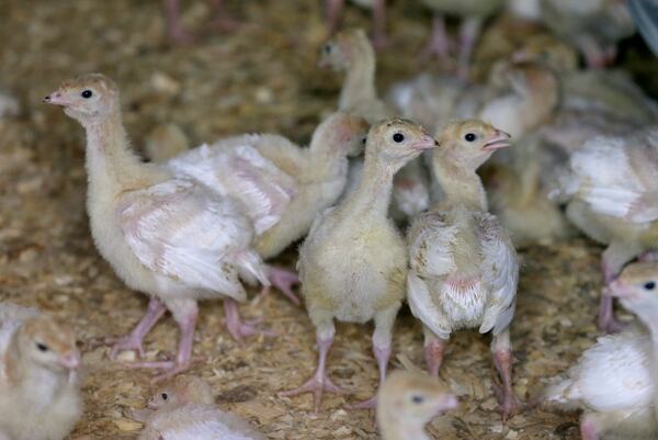 “The flock was quickly depopulated and will not enter the marketplace,” said Joel Brandenberger, president of the National Turkey Federation, an industry trade group. “Thorough disinfecting and cleaning procedures have already been initiated on premises as well as surveillance of commercial flocks in the surrounding area. This occurrence poses no threat to public health. Turkey products remain safe and nutritious.”