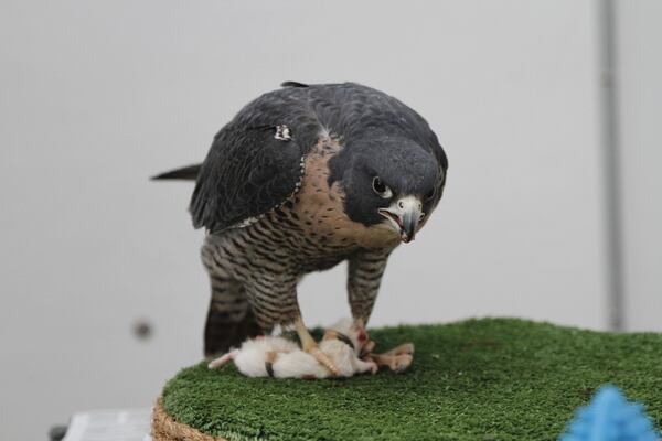 Breland, a peregrine falcon, eats a frozen rat at the Bird Treatment and Learning Center on Feb. 6, 2025, in Anchorage, Alaska. (AP Photo/Mark Thiessen)