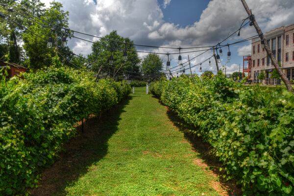 Muscadine vines in Milton's Acre, just behind the restaurant in Milton. The garden is also a beautiful attraction for guest when events are happening at the restaurant (hence the lights above the vines). Food cover story on Produce - August Fruits and Veggies, photographed at Milton’s Cuisine and Cocktails in Milton with chef Derek Dollar. The restaurant has a leased one acre parcel of land behind it aptly named Milton’s Acre, where they raise many of the fruits and veggies used in their recipes. Photo taken July 26, 2022. AAJC081122PRODUCE. (CHRIS HUNT FOR THE ATLANTA JOURNAL-CONSTITUTION)