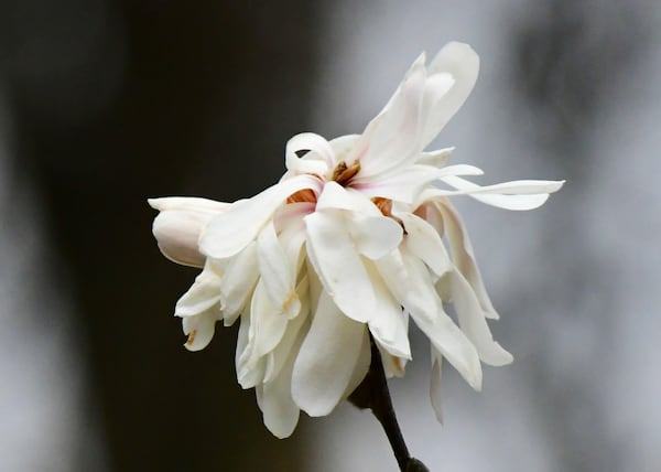 "After a few warm days, it was a treat to see our star magnolia tree bloom on Feb. 5, 2020. The next day -- a little snow. Looking forward to Spring," wrote Mike Moore of Atlanta.