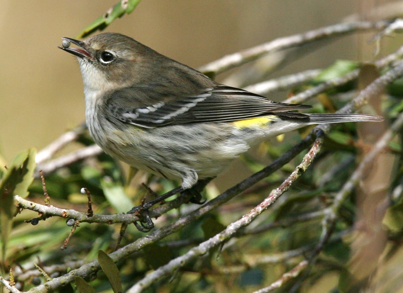 Coastal birds of Georgia