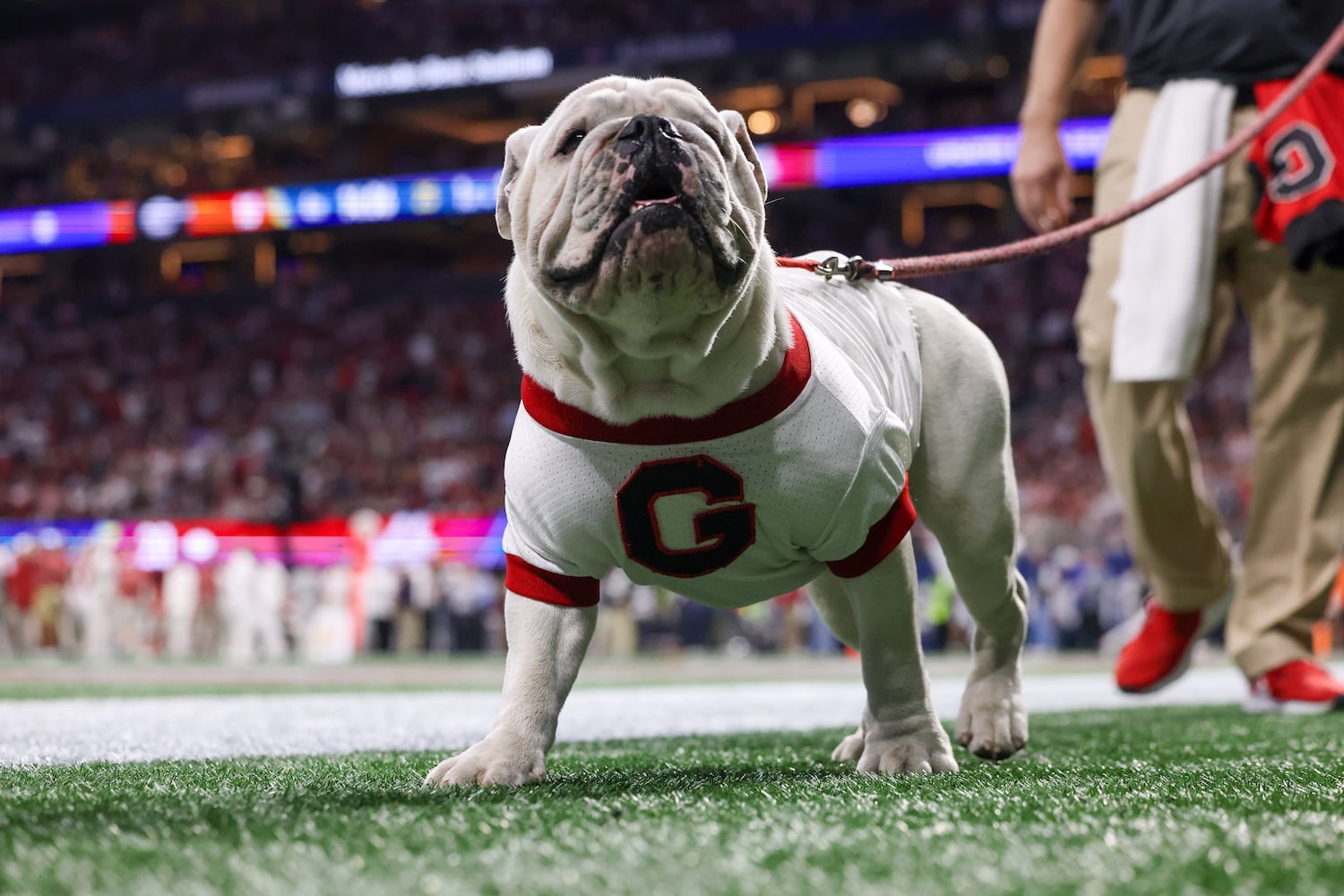 Georgia Bulldogs mascot Uga walks the sideline during the second half of the SEC Championship football game at the Mercedes-Benz Stadium in Atlanta, on Saturday, December 2, 2023. (Jason Getz / Jason.Getz@ajc.com)