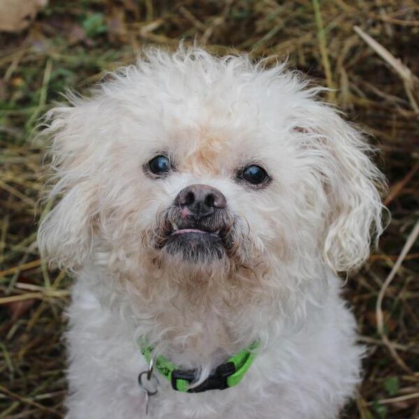 Best Friends Animal Society's Smyrna shelter, 4874 S. Atlanta Road, started its "12 Strays of Christmas" adoption campaign Thursday, Dec. 8, 2016.