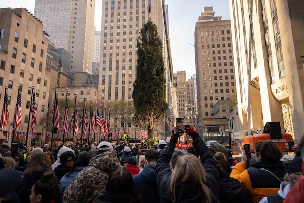 Rockefeller Center Christmas tree is lifted by a crane into place at Rockefeller Plaza, Saturday, Nov. 9, 2024, in New York. (AP Photo/Yuki Iwamura)