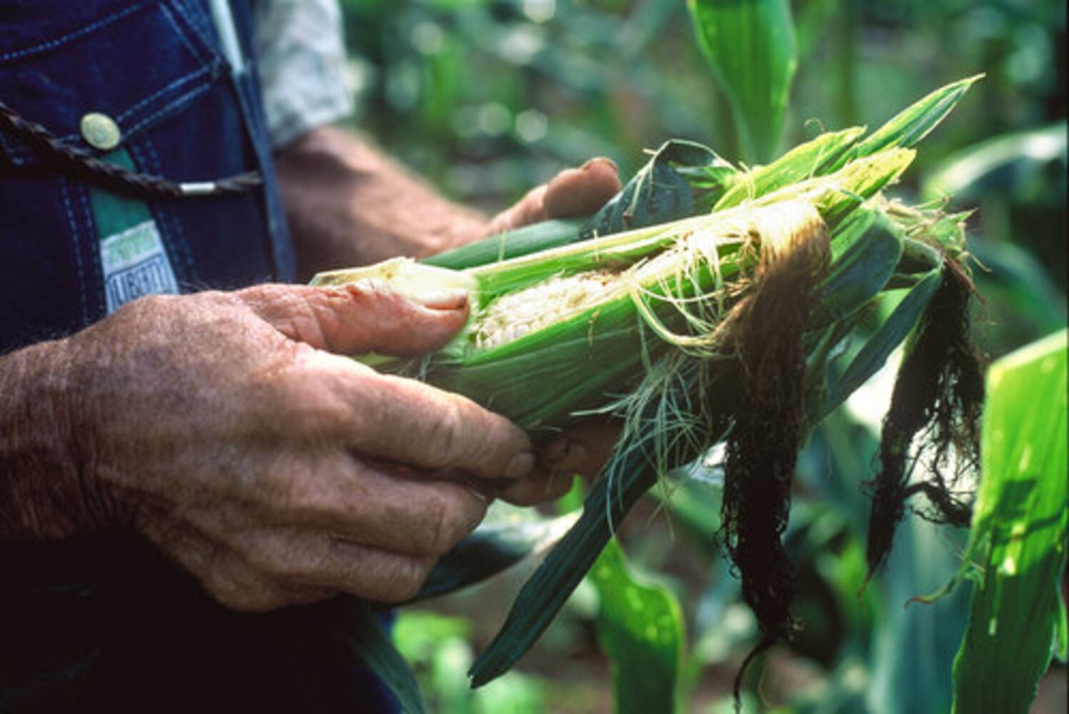 Protecting Cobb County's Hyde Farm