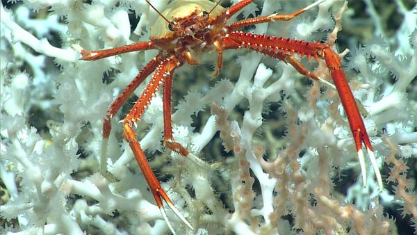 A squat lobster sits perched on healthy coral at a site about 100 miles off Florida's Atlantic coast.