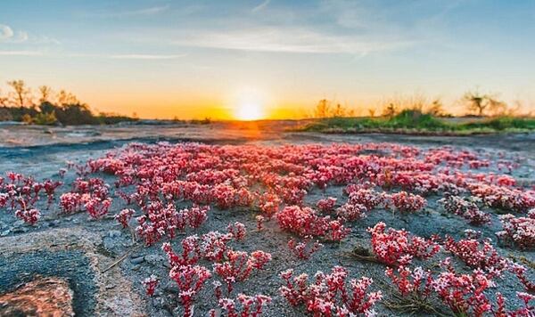 Join in a Friday hike at Arabia Mountain to take in beautiful views.