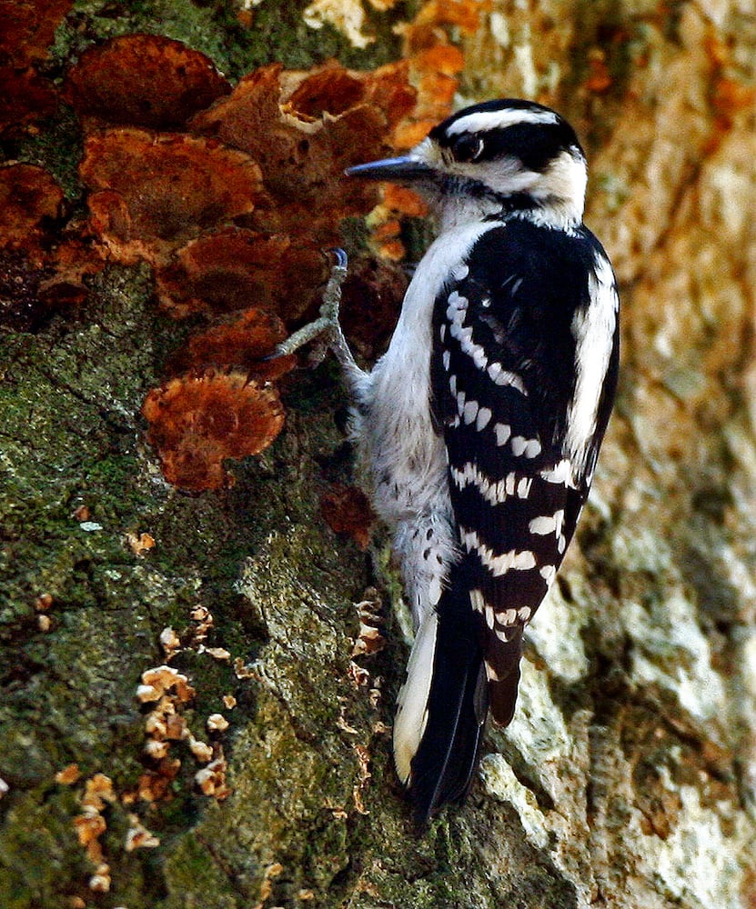 Coastal birds of Georgia