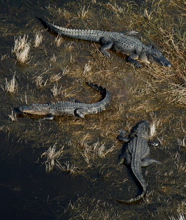 Fans of global warming relax on Georgia's Ossabaw Island. (Curtis Compton / ccompton@ajc.com)