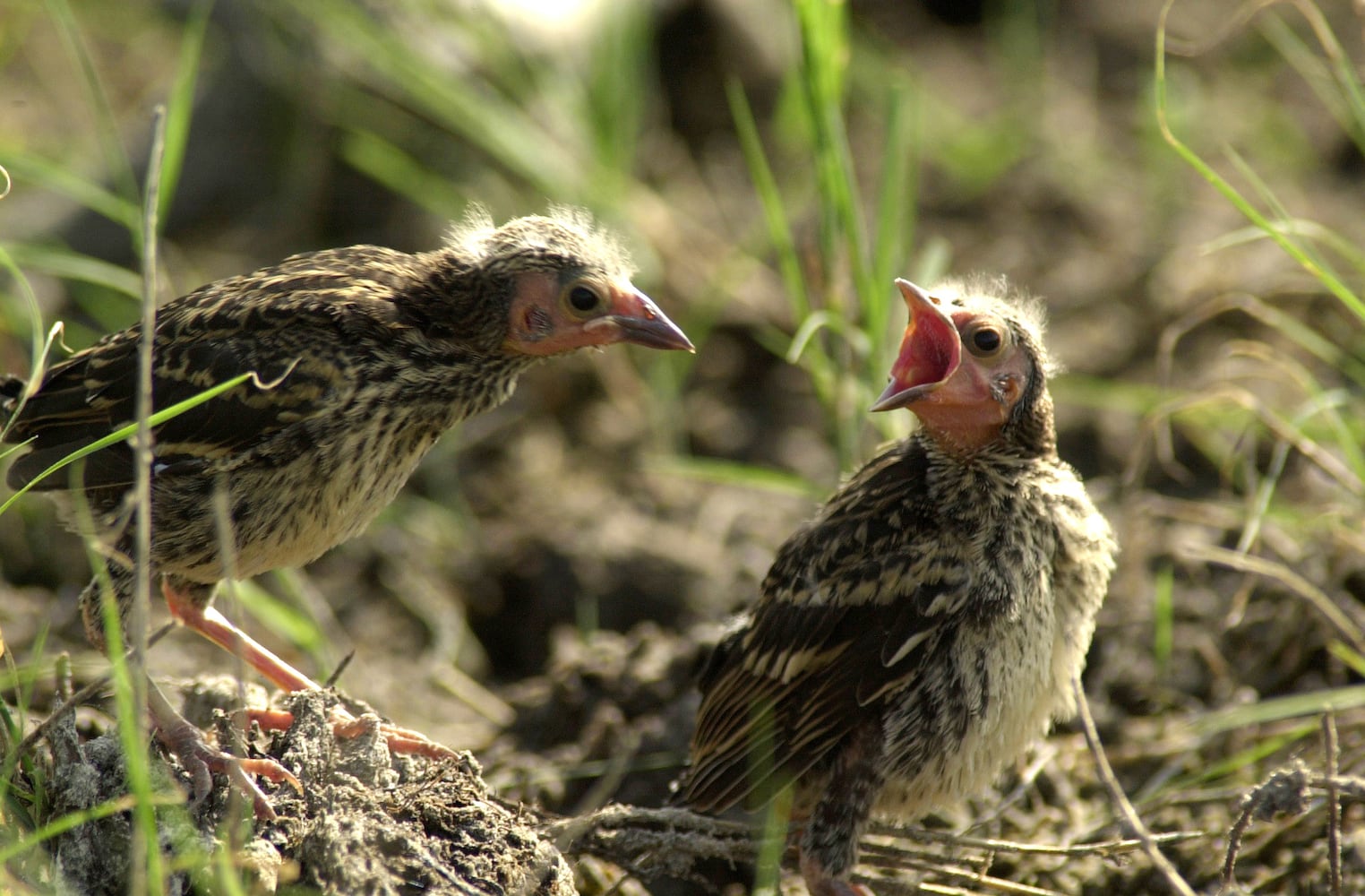 Coastal birds of Georgia