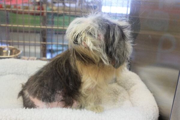 Photos courtesy of Gwinnett County animal shelter.