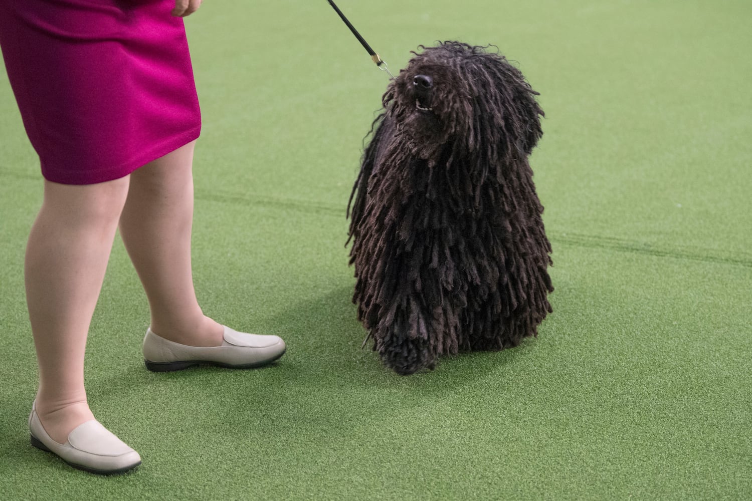 2017 Westminster Dog Show