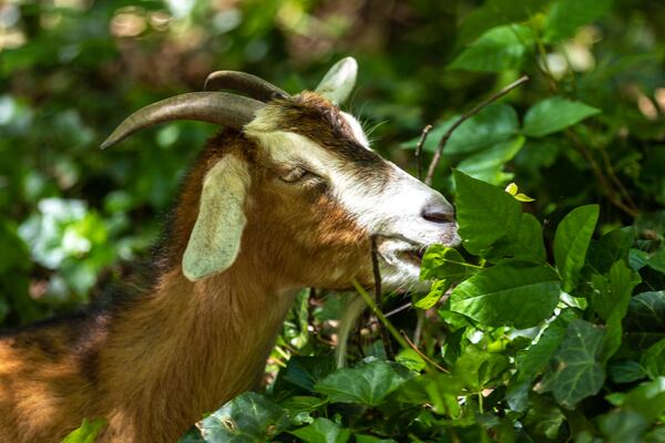 Goats eat overgrowth that is part of Piney Grove Cemetery in Buckhead on Wednesday, May 3, 2023. Audrey Collins and her sister Rhonda Jackson are trying to restore the ancient cemetery, which is where about 30 of their family members are buried. (Arvin Temkar / arvin.temkar@ajc.com)