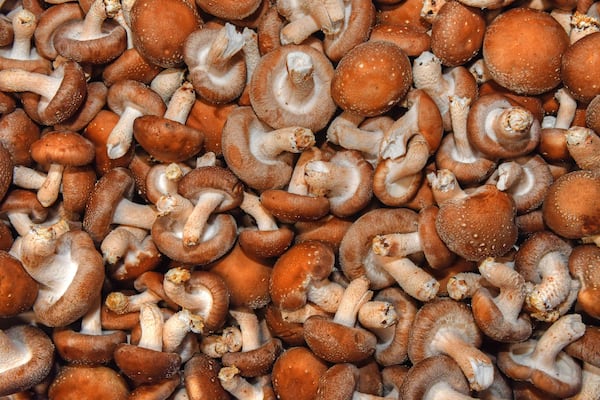 Freshly harvested shiitake mushrooms sit in a bin and await packaging and shipping in the packaging building of Ellijay Mushrooms' farm in North Georgia. (Chris Hunt for The Atlanta Journal-Constitution)