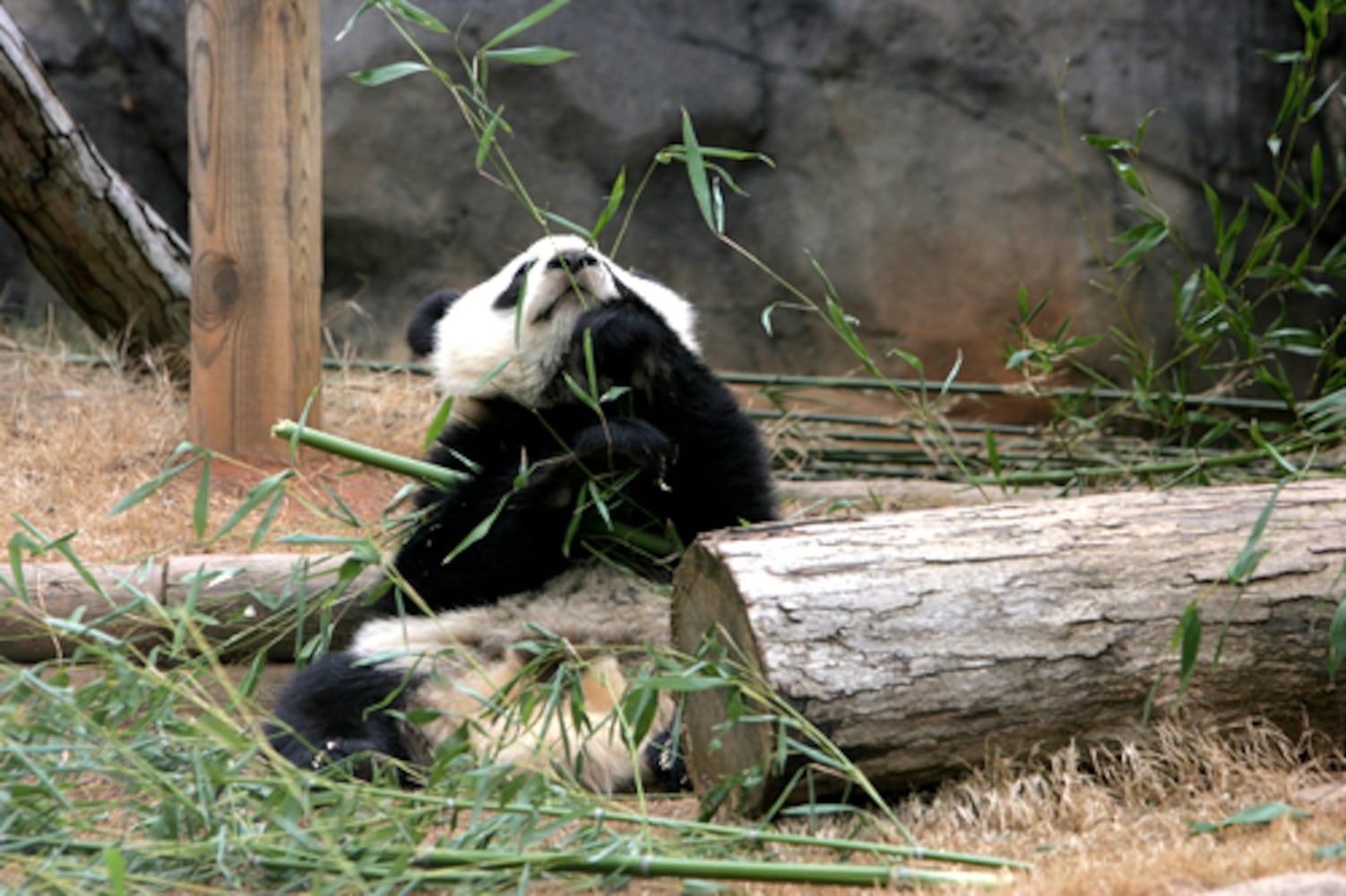 Favorite photos of the pandas