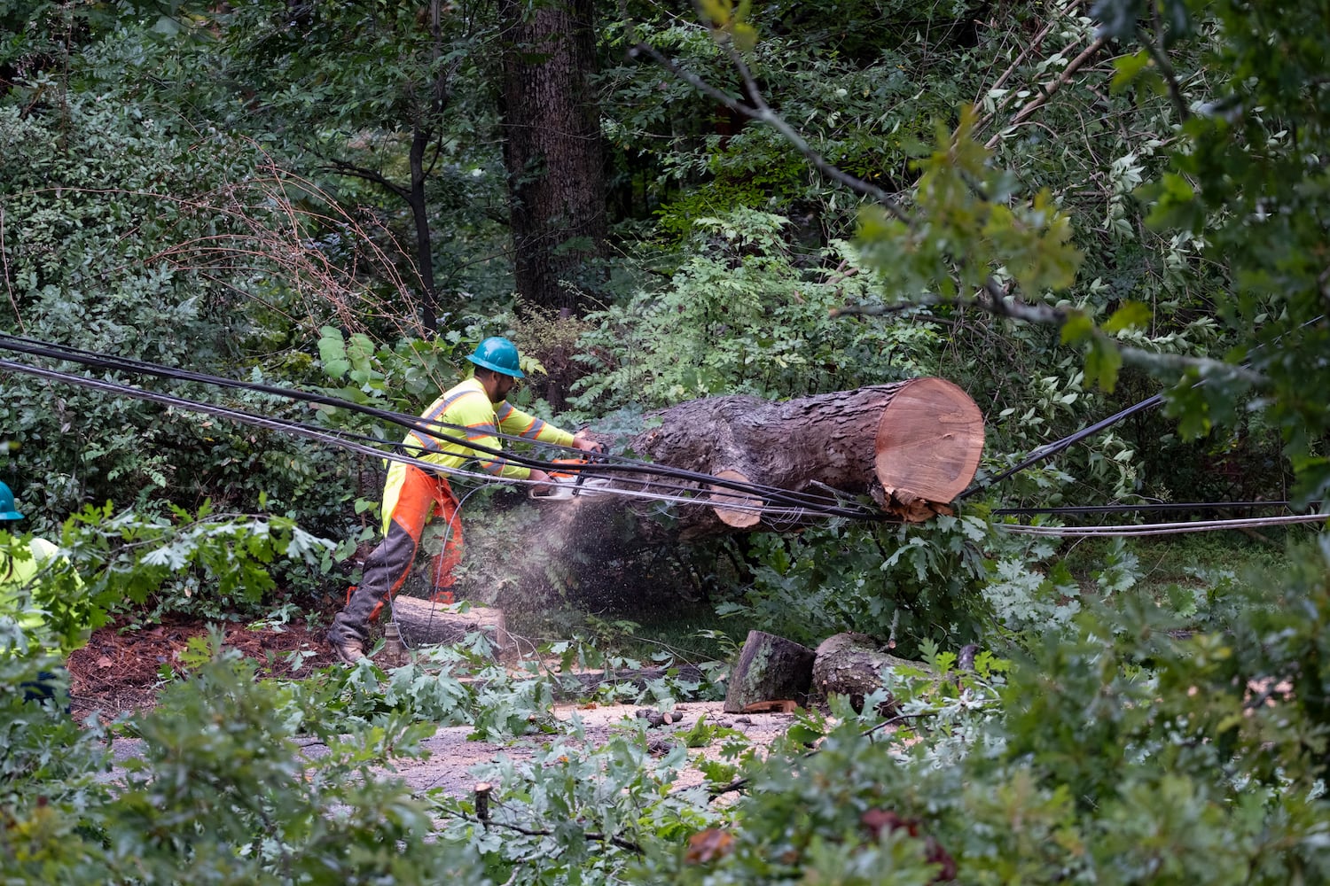 A worker cuts up a tree resting on power lines on Peachtree Battle Avenue NW in Atlanta on Friday, Sept. 27, 2024 following a night of heavy rain from Hurricane Helene.   Ben Gray for the Atlanta Journal-Constitution