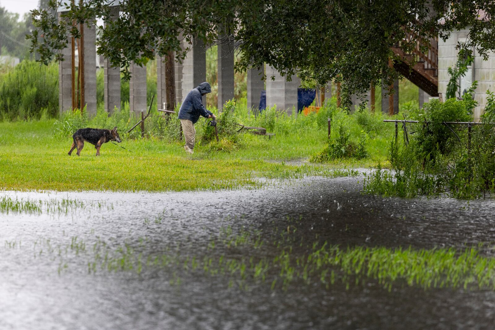 A resident of Dulac walks his dog around rising water as the outer edges of Hurricane Francine arrive along the Louisiana coast on Wednesday, Sept.11, 2024. (Chris Granger/The New Orleans Advocate via AP)