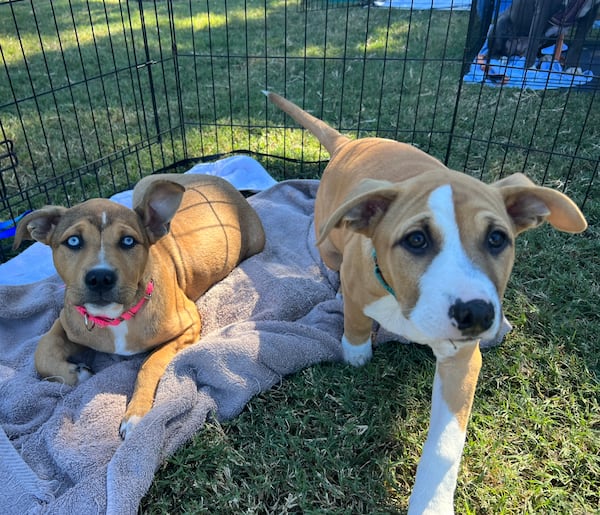 Blue-eyed Ariel and Pocahontas, two of a trio of three Labrador mix puppies visiting the Georgia Governor’s Mansion for First Lady Marty Kemp’s 2023 pet adoption day. Their sister, Mulan, was too busy playing to lose for a photograph. (Patricia Murphy/patricia.murphy@ajc.com)