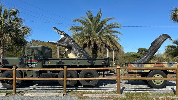 An oversized alligator model sits on top of a truck's trailer at the St. Augustine Alligator Farm Zoological Park, a top tourist attraction in St. Augustine, Fla. on Thursday, March 13, 2025.