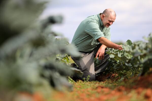 David Berle, director at UGArden community farm of the University of Georgia checks on Swiss chard plants. Miguel Martinez for the Atlanta Journal-Constitution